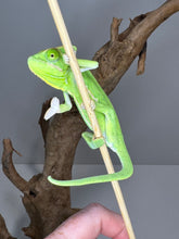 Load image into Gallery viewer, FEMALE Veiled Chameleon (I16)