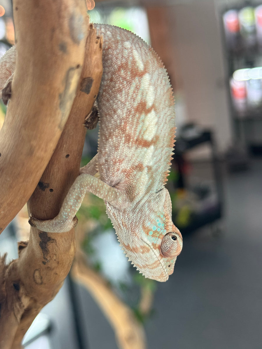 Blue Ambanja FEMALE Blueberry x Blue Magic 🚺 (S6) FramsChams Panther