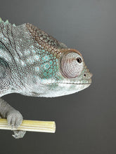 Load image into Gallery viewer, AMBILOBE FEMALE Panther Chameleon: Rogue x Phoenix (S3)