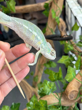 Load image into Gallery viewer, AMBILOBE Panther Chameleon: Frank x Sandy (J7)
