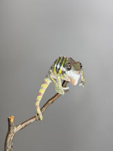 Load image into Gallery viewer, SAMBAVA Panther Chameleon: (E11)