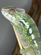 Load image into Gallery viewer, SAMBAVA Panther Chameleon male: (E10)