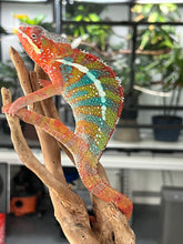 Load image into Gallery viewer, Ambilobe male: WC Hawkeye x Nugget (J11)
