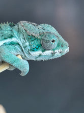Load image into Gallery viewer, AMBILOBE Panther Chameleon: Frank x Sandy (Q1)