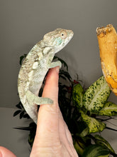 Load image into Gallery viewer, AMBILOBE FEMALE Panther Chameleon: Rogue x Phoenix (S5)