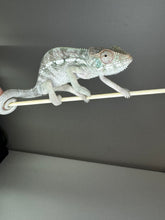 Load image into Gallery viewer, AMBILOBE FEMALE Panther Chameleon: Rogue x Phoenix (S3)