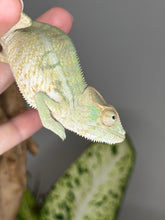 Load image into Gallery viewer, AMBANJA FEMALE Panther Chameleon: Neon Nights x Tango (S18)