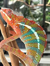 Load image into Gallery viewer, Ambilobe male: WC Hawkeye x Nugget (J11)