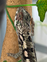 Load image into Gallery viewer, SAMBAVA Panther Chameleon: Marley x Mabel (R7)