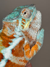 Load image into Gallery viewer, AMBANJA Panther Chameleon: (J7)