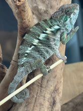 Load image into Gallery viewer, ANKILOBE Panther Chameleon: Ankify x Ambilobe (J12)