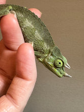 Load image into Gallery viewer, Male Jackson’s Chameleon: I5