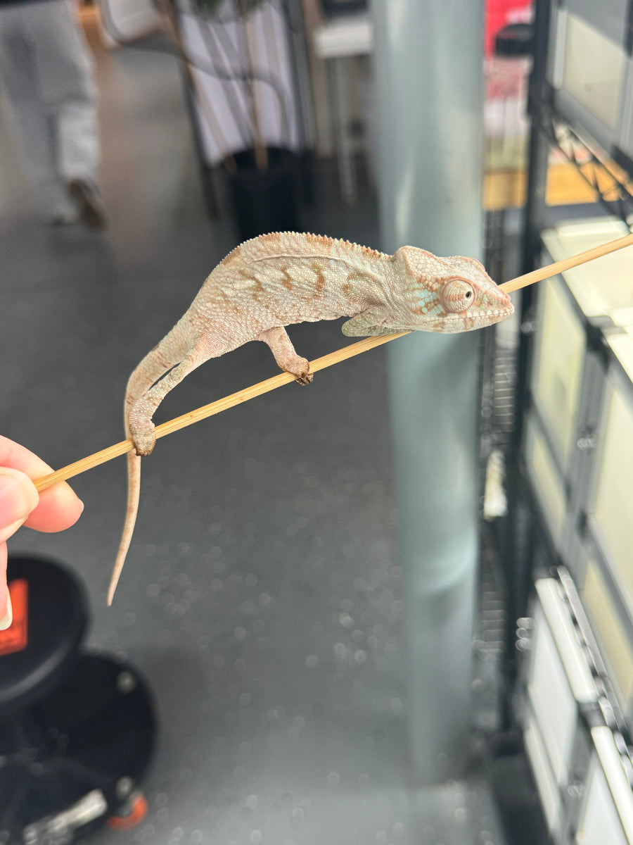 Blue Ambanja FEMALE Blueberry x Blue Magic 🚺 (S6) FramsChams Panther