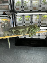 Load image into Gallery viewer, Male Jackson’s Chameleon: I1
