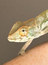 Load image into Gallery viewer, NOSY BE FEMALE Panther Chameleon: šŗ (S7)