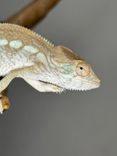 Load image into Gallery viewer, AMBILOBE FEMALE Panther Chameleon: 🚺 (S12)