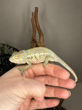 Load image into Gallery viewer, AMBANJA FEMALE Panther Chameleon: Neon Nights x Tango (S20)