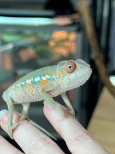 Load image into Gallery viewer, AMBILOBE male: Sam x Amie (Q4)