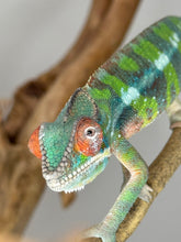 Load image into Gallery viewer, AMBILOBE Panther Chameleon: (E32)
