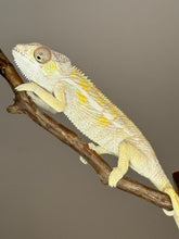 Load image into Gallery viewer, SAMBAVA Panther Chameleon: (E17)
