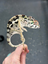 Load image into Gallery viewer, SAMBAVA Panther Chameleon: Marley x Mabel (Q14)