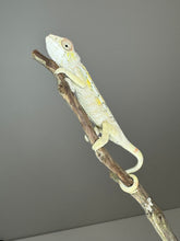 Load image into Gallery viewer, SAMBAVA Panther Chameleon: (E17)