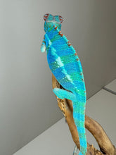 Load image into Gallery viewer, AMBILOBE Panther Chameleon male: (J1)