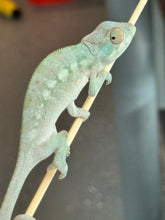 Load image into Gallery viewer, Ambilobe FEMALE: Starburst x Margaret 🚺 (E10)
