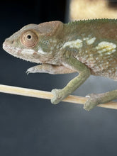 Load image into Gallery viewer, Ambilobe FEMALE: đș Flash x Georgia (S3)