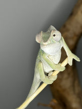 Load image into Gallery viewer, Ambilobe male panther chameleon: Flash x Opal (E22)