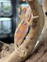 Load image into Gallery viewer, AMBILOBE panther chameleon: Flash x Opal (R13)