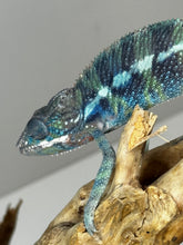 Load image into Gallery viewer, AMBILOBE Male Panther Chameleon: (E31)
