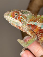 Load image into Gallery viewer, AMBILOBE Panther Chameleon: (E31)