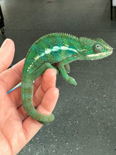 Load image into Gallery viewer, AMBILOBE Panther Chameleon: Frank x Sandy (S14)