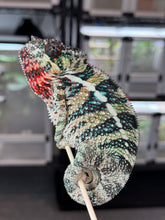 Load image into Gallery viewer, AMBILOBE male: WC Hawkeye x Nugget (I5)
