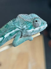 Load image into Gallery viewer, AMBILOBE Panther Chameleon: Frank x Sandy (Q1)