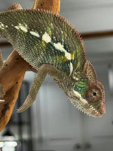 Load image into Gallery viewer, AMBILOBE Panther Chameleon: Frank x Sandy (J3)