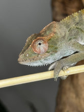 Load image into Gallery viewer, AMBILOBE FEMALE Panther Chameleon: Rogue x Phoenix (S12)