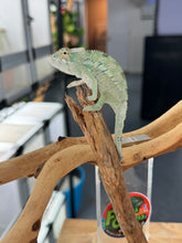 Load image into Gallery viewer, ANKILOBE Panther Chameleon: Ankify x Ambilobe (R8)