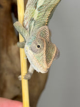 Load image into Gallery viewer, AMBILOBE Panther Chameleon male: (E4)