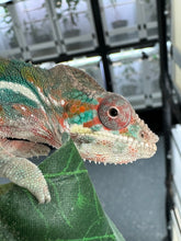 Load image into Gallery viewer, AMBILOBE Male Panther Chameleon: (E8)