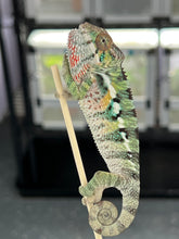 Load image into Gallery viewer, AMBILOBE male: Sam x Amie (Q5)