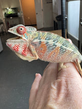Load image into Gallery viewer, 🌈 Young Male Ambilobe Panther Chameleon | Flash Jr. x Aslan - Bold Coloration, Friendly Temperament | E34
