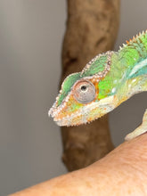 Load image into Gallery viewer, AMBILOBE Panther Chameleon male:(J2)