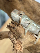 Load image into Gallery viewer, FEMALE AMBILOBE Panther Chameleon: Jimmy x Flash 🚺 (S13)