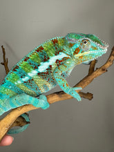 Load image into Gallery viewer, AMBANJA Panther Chameleon: (J5)