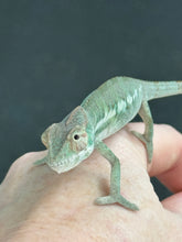 Load image into Gallery viewer, ANKILOBE Panther Chameleon: Ankify x Ambilobe (R10)