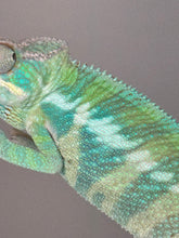 Load image into Gallery viewer, ANKIFY X AMBILOBE Panther Chameleon: (E17)
