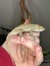Load image into Gallery viewer, AMBILOBE FEMALE Panther Chameleon: Rogue x Phoenix (S12)