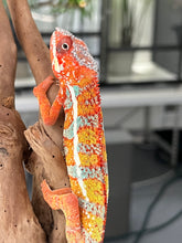 Load image into Gallery viewer, AMBILOBE male: Dax x “Whiskey Girl” (J9)